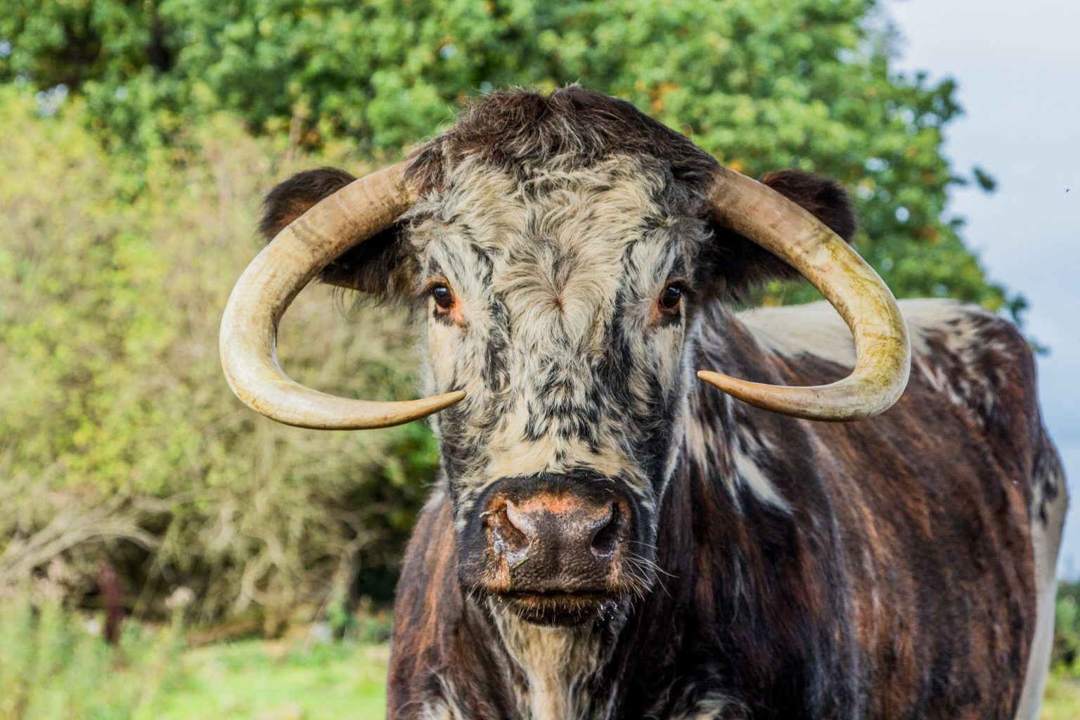 Grazing Ecology: Rewilding English Longhorn Cattle in Sherwood Forest