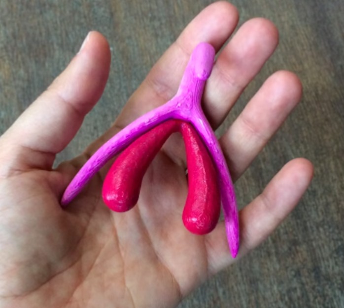 The clitoris is shaped like a wishbone